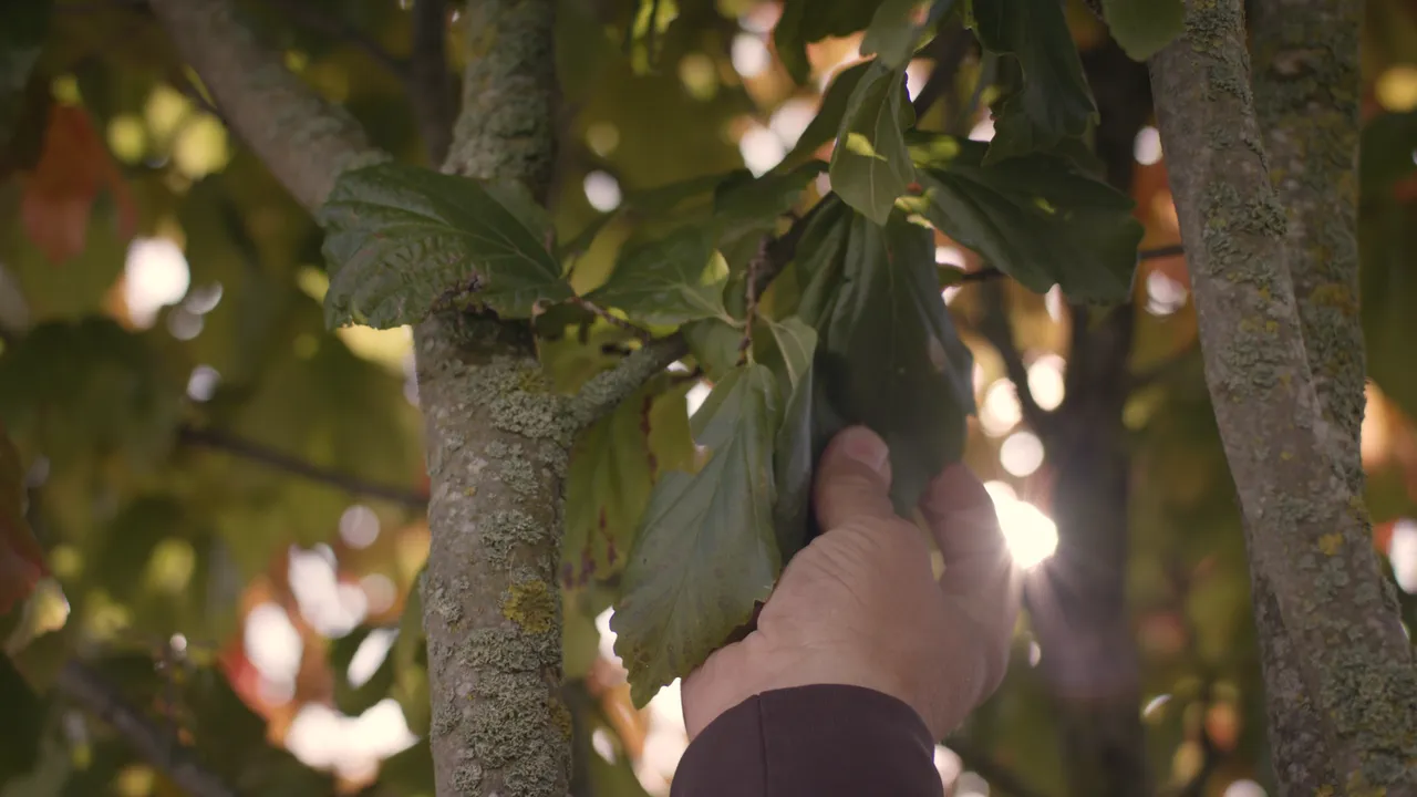 Grauwerk Projekt Hablesreiter Gartengestaltung (2019); Thumbnail, Werbefilm, Kampagne